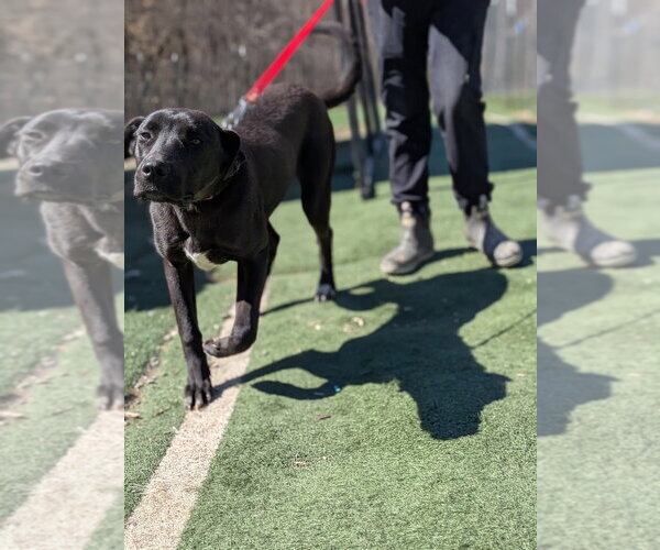 Medium Photo #2 Great Dane-Unknown Mix Puppy For Sale in garner, NC, USA