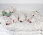 Small Photo #15 Maremma Sheepdog Puppy For Sale in CONWAY, MO, USA