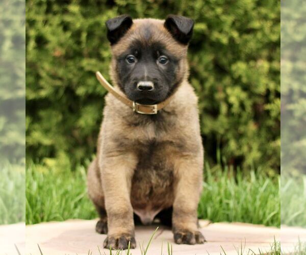 Medium Photo #4 Belgian Malinois Puppy For Sale in RONKS, PA, USA