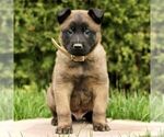 Small #3 Belgian Malinois