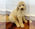 Small Photo #14 Goldendoodle Puppy For Sale in PENSACOLA, FL, USA