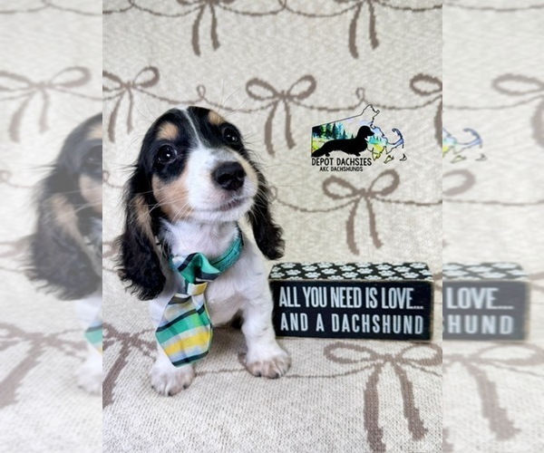 Medium Photo #7 Dachshund Puppy For Sale in SOUTH EASTON, MA, USA