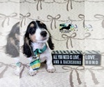 Small #6 Dachshund