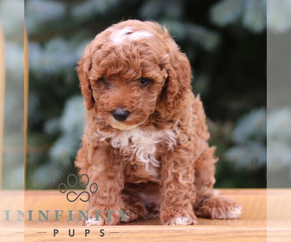 Medium Photo #4 Goldendoodle (Miniature) Puppy For Sale in EPHRATA, PA, USA