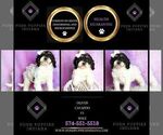 Small #1 Cavapoo (Miniature)