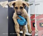Small Labrador Retriever