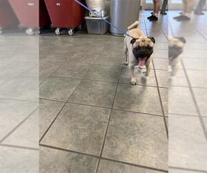Pug Dogs for adoption in San Antonio, TX, USA
