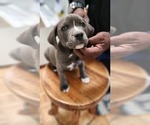 Small #5 American Pit Bull Terrier