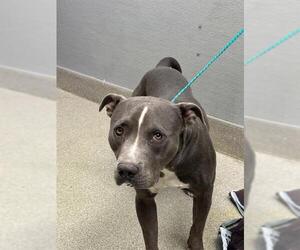Mutt Dogs for adoption in Las Vegas, NV, USA