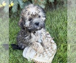 Small #1 Shorkie Tzu