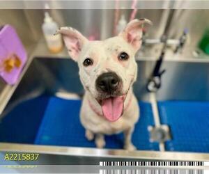 American Pit Bull Terrier Dogs for adoption in West Palm Beach, FL, USA