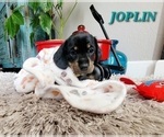 Small Photo #8 Dachshund Puppy For Sale in THORNTON, CO, USA