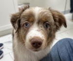 Puppy Molly Australian Shepherd