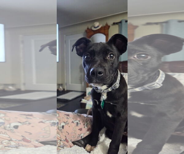 Medium Photo #1 Labrador Retriever-Unknown Mix Puppy For Sale in Clarkston, MI, USA