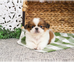 Small #7 Shih Tzu