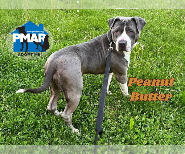 Medium Photo #4 American Pit Bull Terrier-Unknown Mix Puppy For Sale in Binghamton, NY, USA