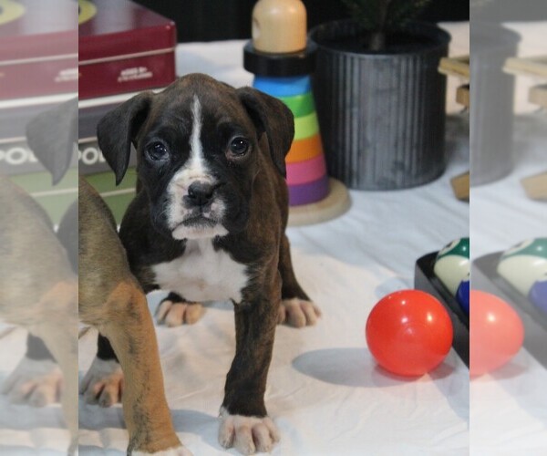 Medium Photo #5 Boxer Puppy For Sale in SHIPSHEWANA, IN, USA