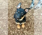 Small #22 Australian Kelpie