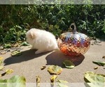 Small Photo #15 Pomeranian Puppy For Sale in CITRUS HEIGHTS, CA, USA