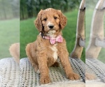 Small Photo #10 Irish Doodle Puppy For Sale in WOOSTER, OH, USA