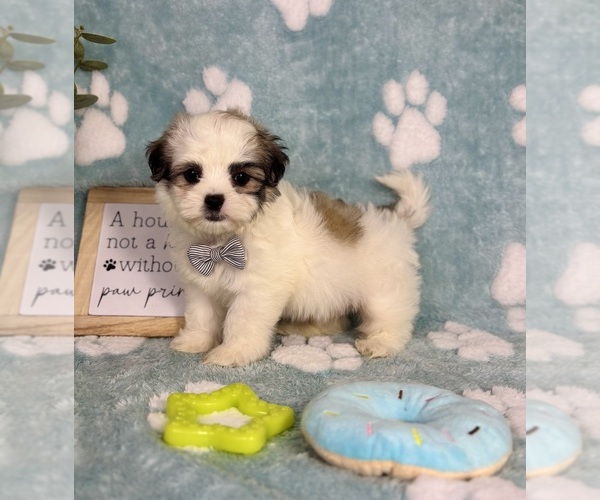 Medium Photo #5 Mal-Shi Puppy For Sale in NOBLESVILLE, IN, USA