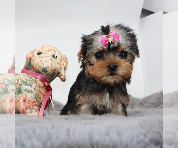 Medium Photo #4 Yorkshire Terrier Puppy For Sale in LOS ANGELES, CA, USA