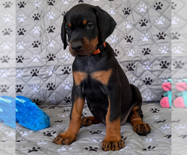 Medium Photo #2 Doberman Pinscher Puppy For Sale in LAKELAND, FL, USA