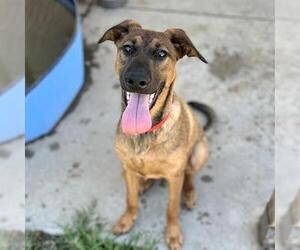 Mutt Dogs for adoption in Modesto, CA, USA