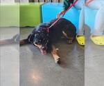 Small Rottweiler