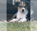 Small #3 Labrador Retriever Mix