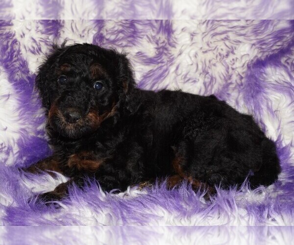 Medium Photo #2 Labradoodle Puppy For Sale in LA HABRA, CA, USA