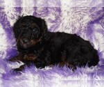 Small #1 Labradoodle