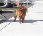 Small Photo #3 Goldendoodle-Unknown Mix Puppy For Sale in FULLERTON, CA, USA