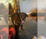 Small #1 Labrador Retriever-Spaniel Mix