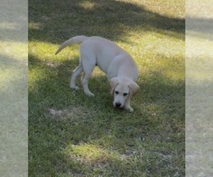 Labrador Retriever Puppy for sale in OSYKA, MS, USA