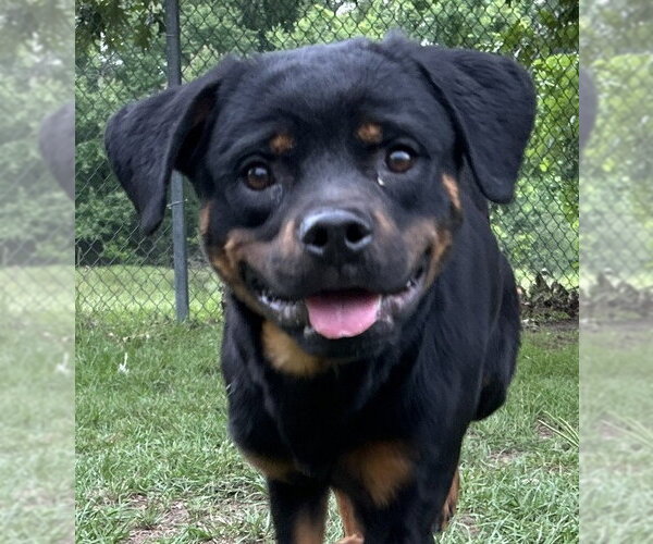 Medium Photo #1 Rottweiler Puppy For Sale in Hillsboro, NH, USA