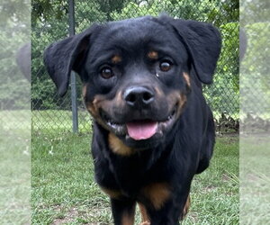 Rottweiler Dogs for adoption in Hillsboro, NH, USA