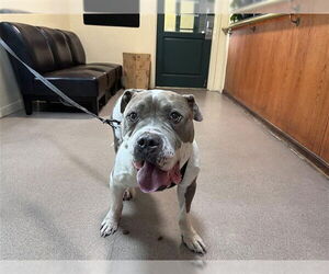 American Pit Bull Terrier Dogs for adoption in Pasadena, CA, USA