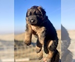 Small #4 German Shepherd Dog