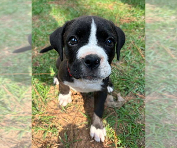 Medium Photo #2 Mutt Puppy For Sale in Wenonah, NJ, USA