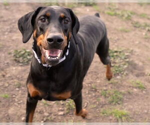 Doberman Pinscher Dogs for adoption in Santa Cruz, CA, USA