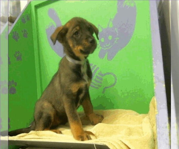 Medium Photo #4 Mutt Puppy For Sale in Lakewood, CO, USA