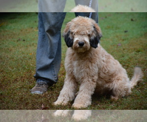 Father of the Goldendoodle (Miniature) puppies born on 04/03/2023