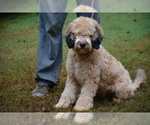 Small Photo #1 Goldendoodle (Miniature) Puppy For Sale in HULL, GA, USA