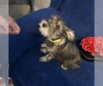 Small #35 Schnauzer (Miniature)