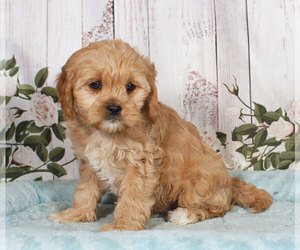 Cavapoo Puppy for sale in PENNS CREEK, PA, USA