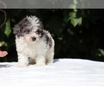 Small #12 Goldendoodle (Miniature)