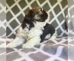 Small Photo #5 Shih Tzu Puppy For Sale in CHARLOTTE, NC, USA
