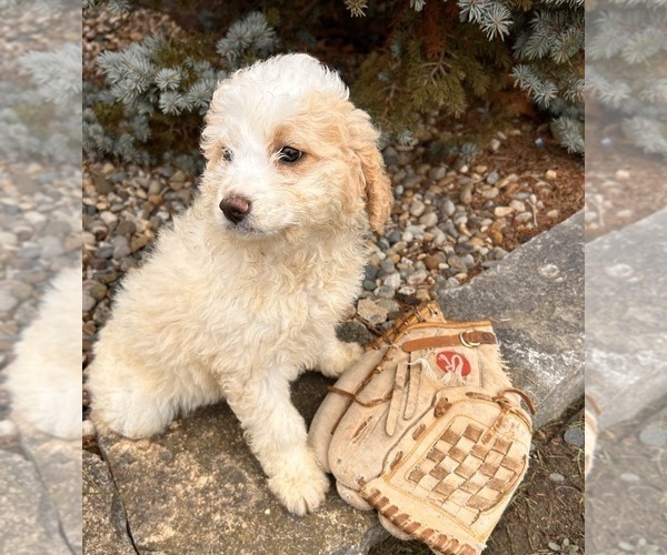 Medium Photo #3 Cockapoo (Toy) Puppy For Sale in MIDDLEBURY, IN, USA
