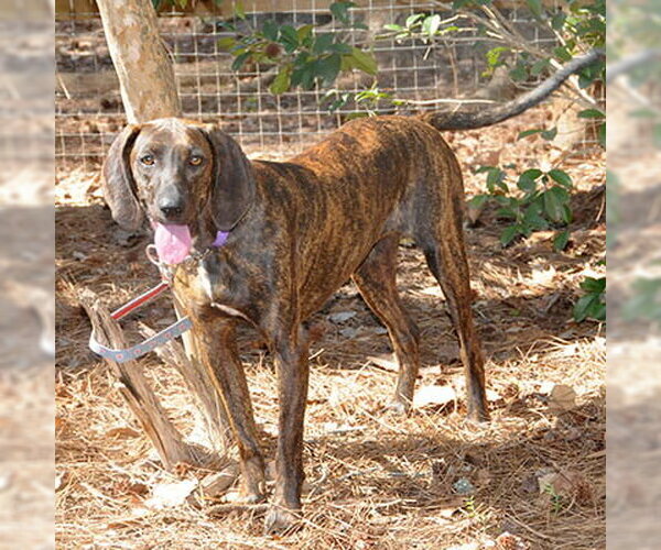 Medium Photo #2 Plott Hound-Unknown Mix Puppy For Sale in Lake Wylie, SC, USA
